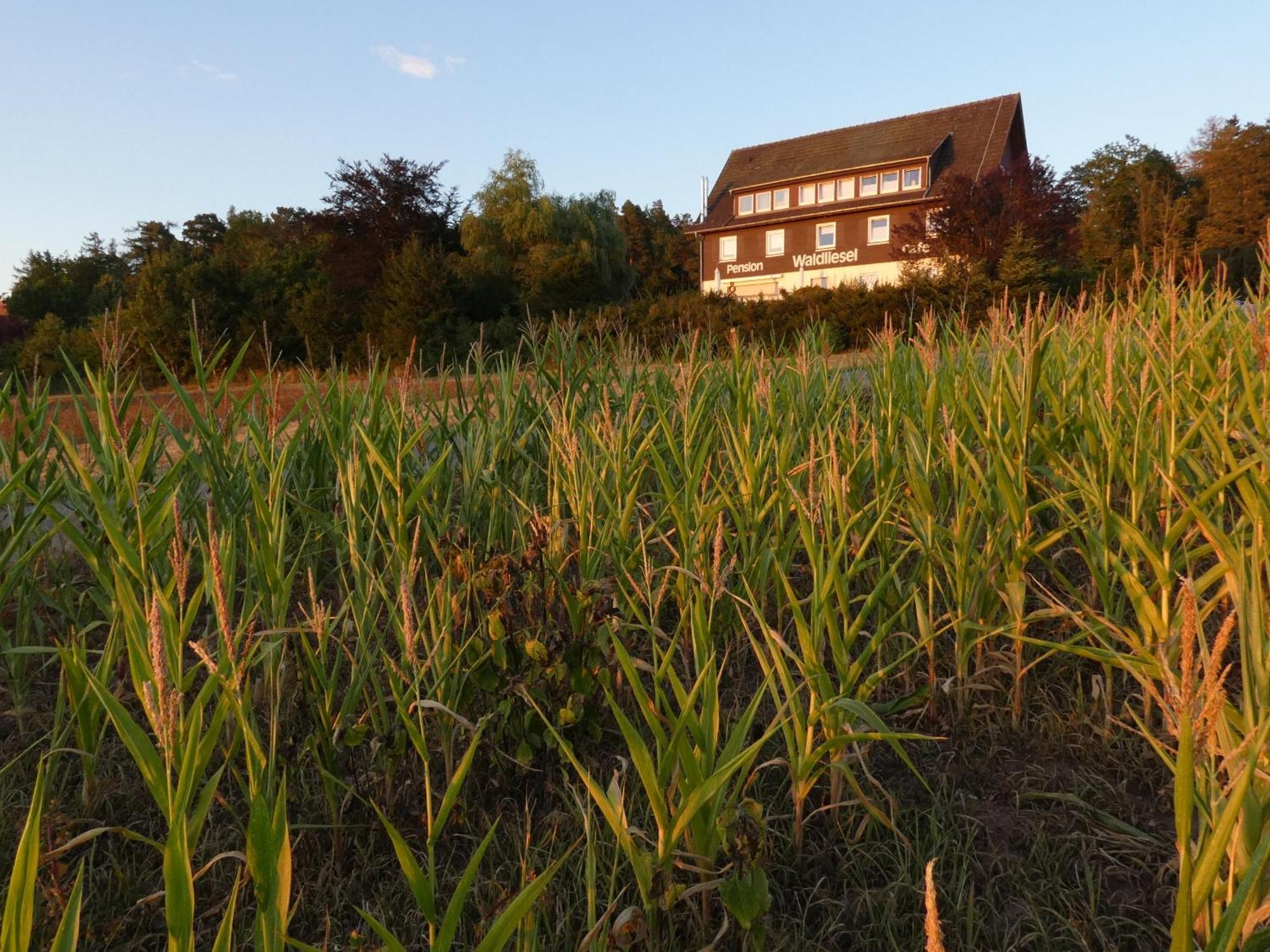 Pension Waldliesel Hotel Dornstetten Exterior foto